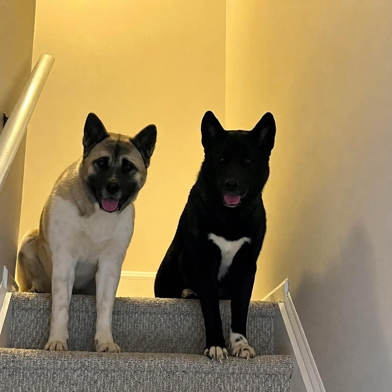 Enlarge Serena, an adopted Akita in Avondale, PA image 3/3