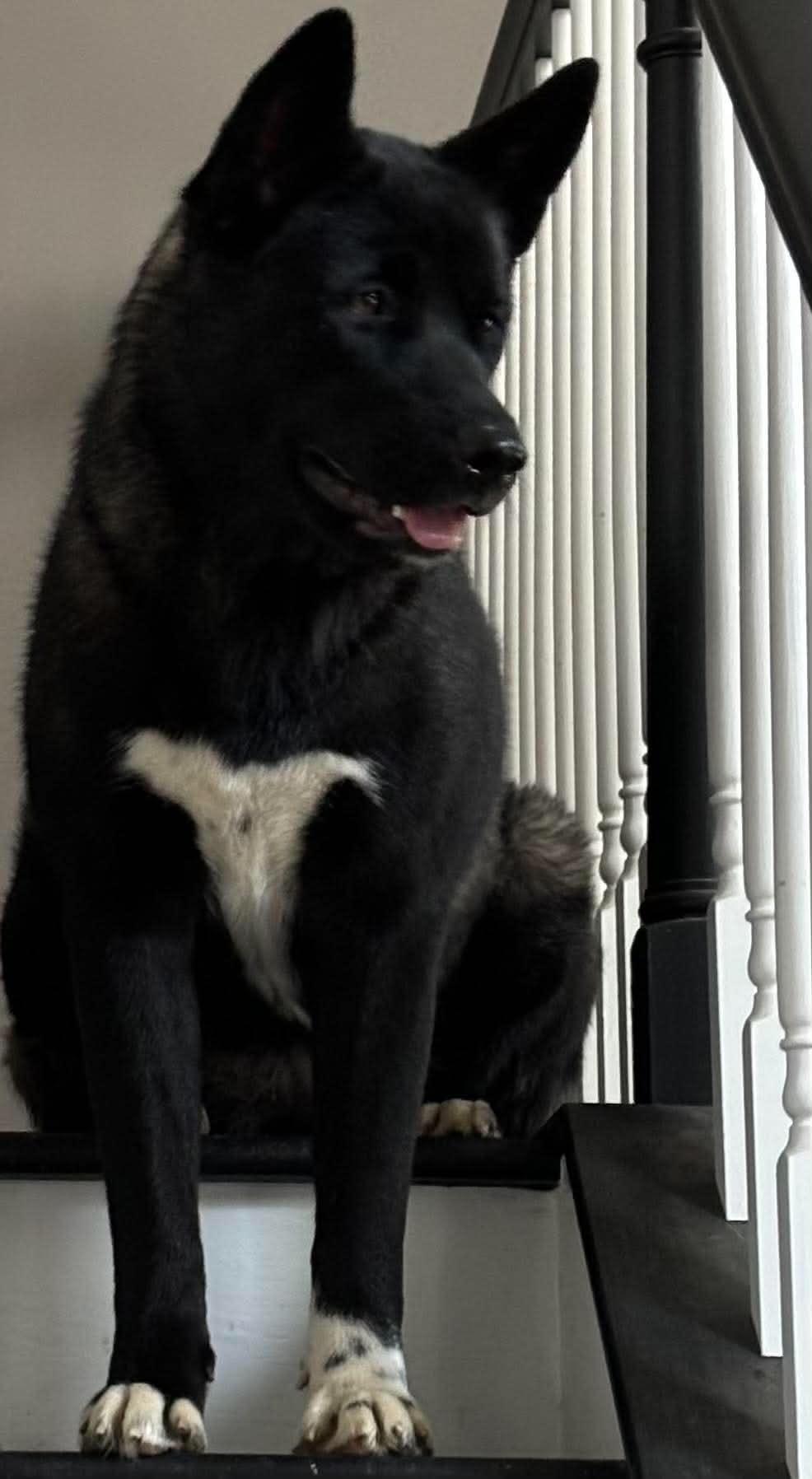 Serena, adopted, Adult Female Akita.