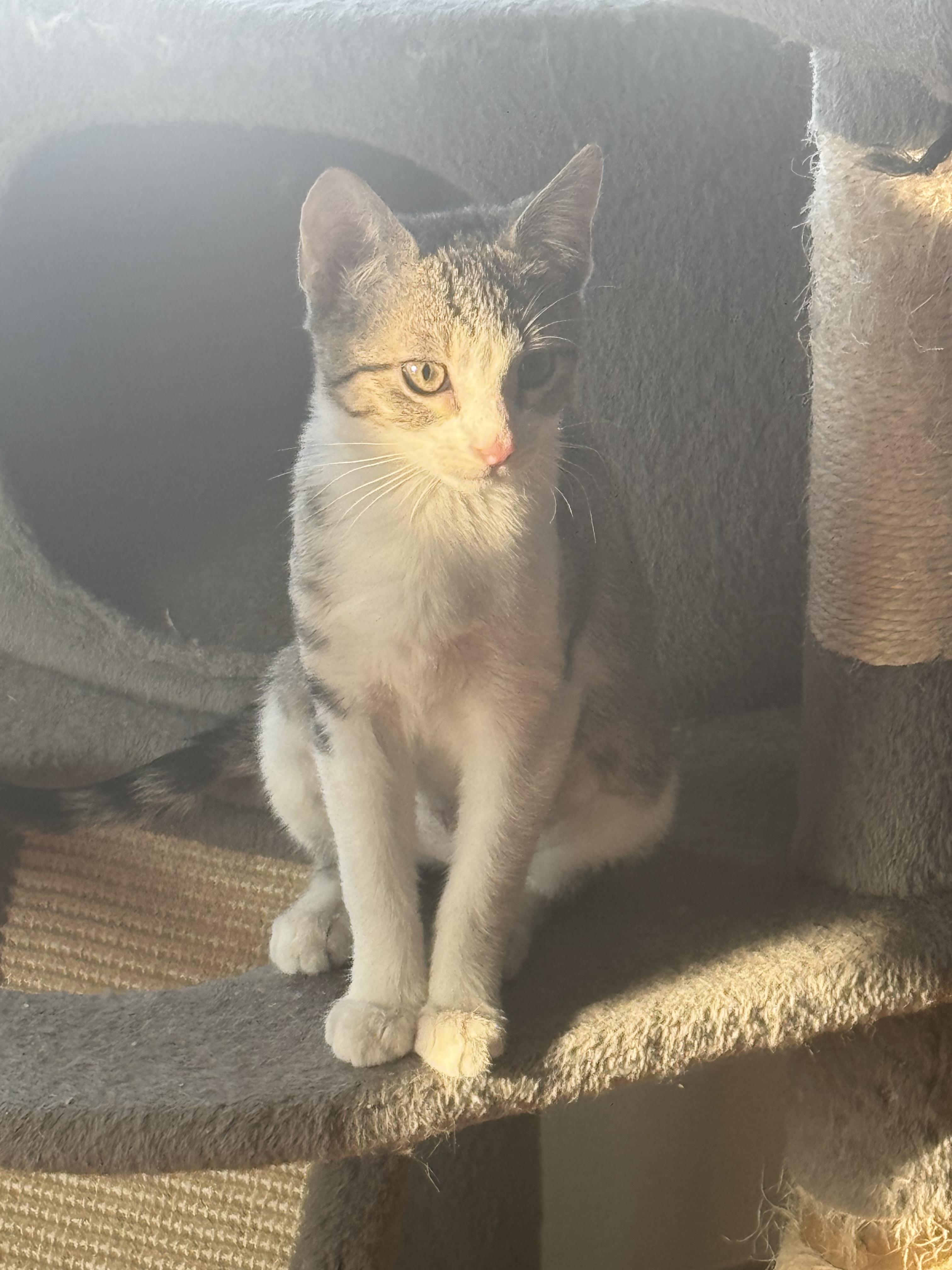 Enlarge Jewels, a Adoptable Domestic Short Hair in Jersey City, NJ image 1/6