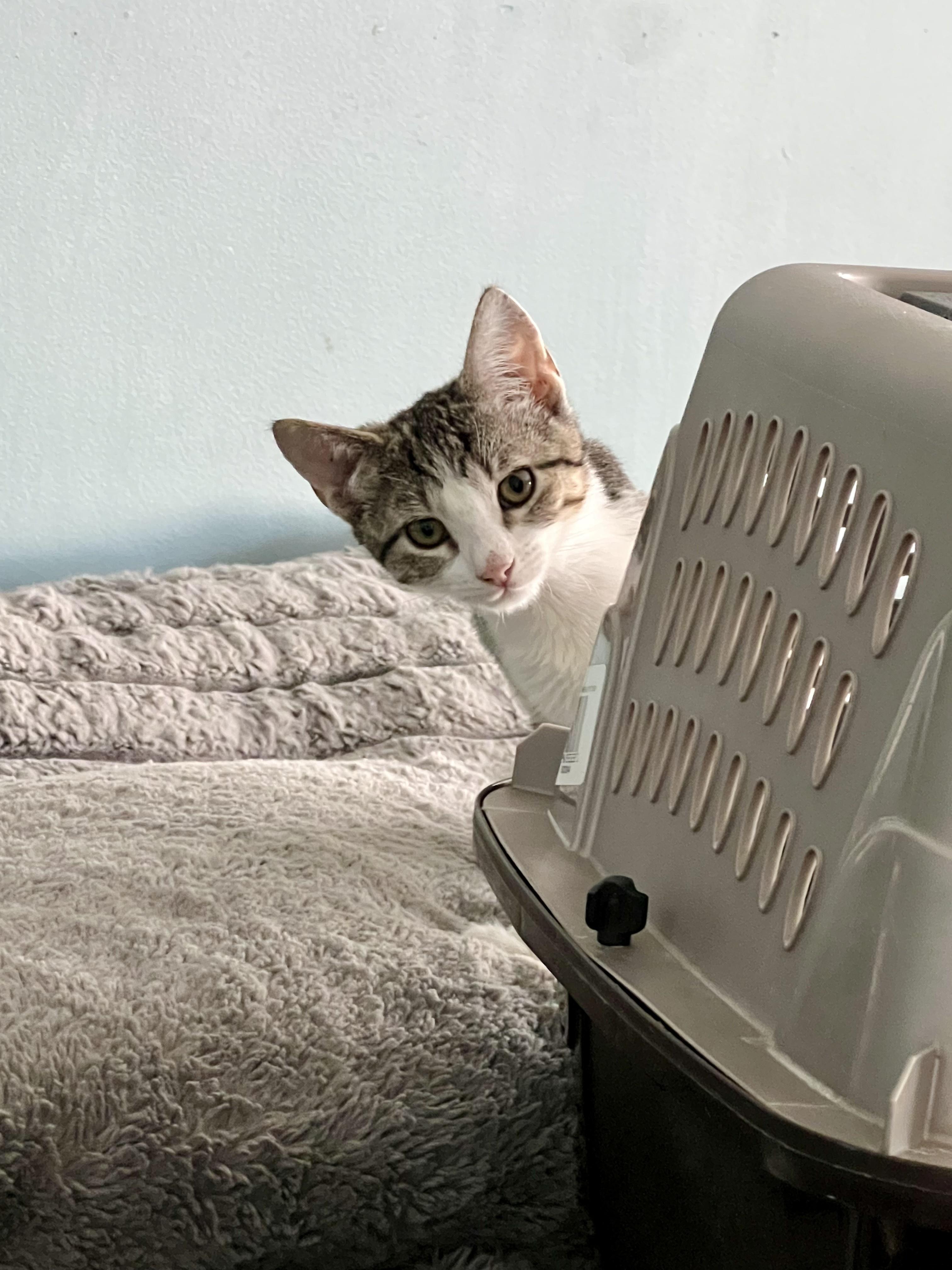 Enlarge Jewels, a Adoptable Domestic Short Hair in Jersey City, NJ image 2/6