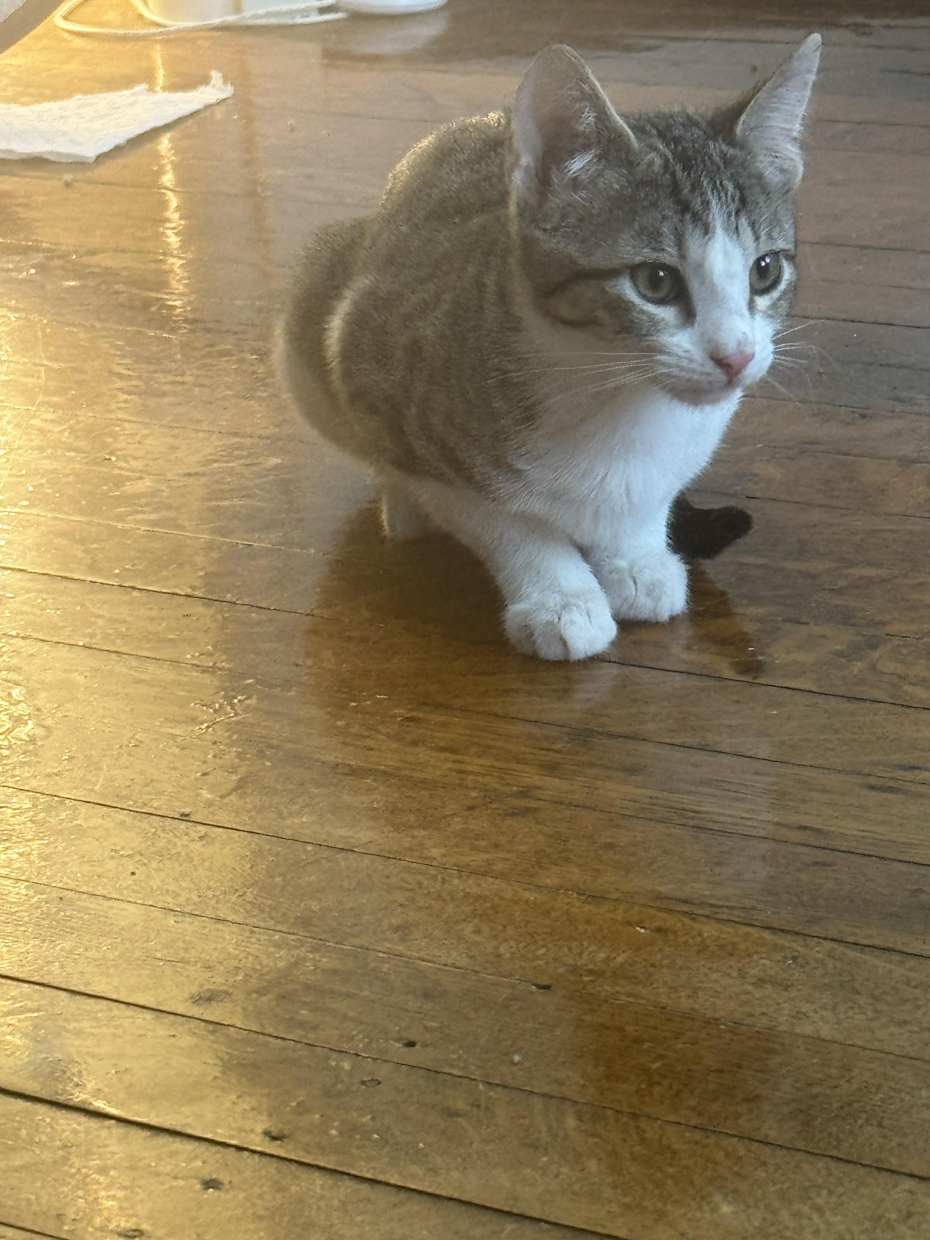 Enlarge Jewels, a Adoptable Domestic Short Hair in Jersey City, NJ image 3/6