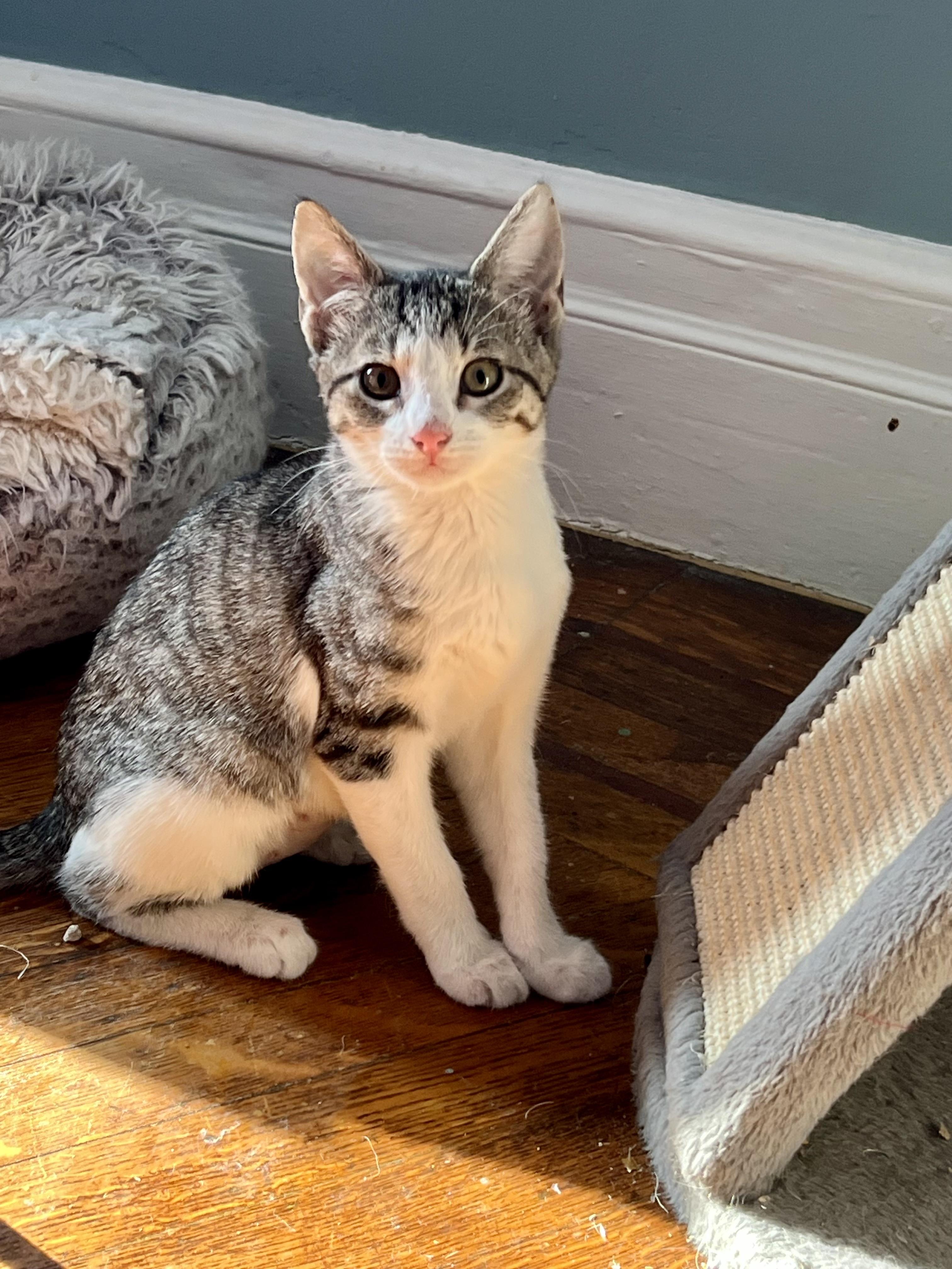 Enlarge Jewels, a Adoptable Domestic Short Hair in Jersey City, NJ image 4/6