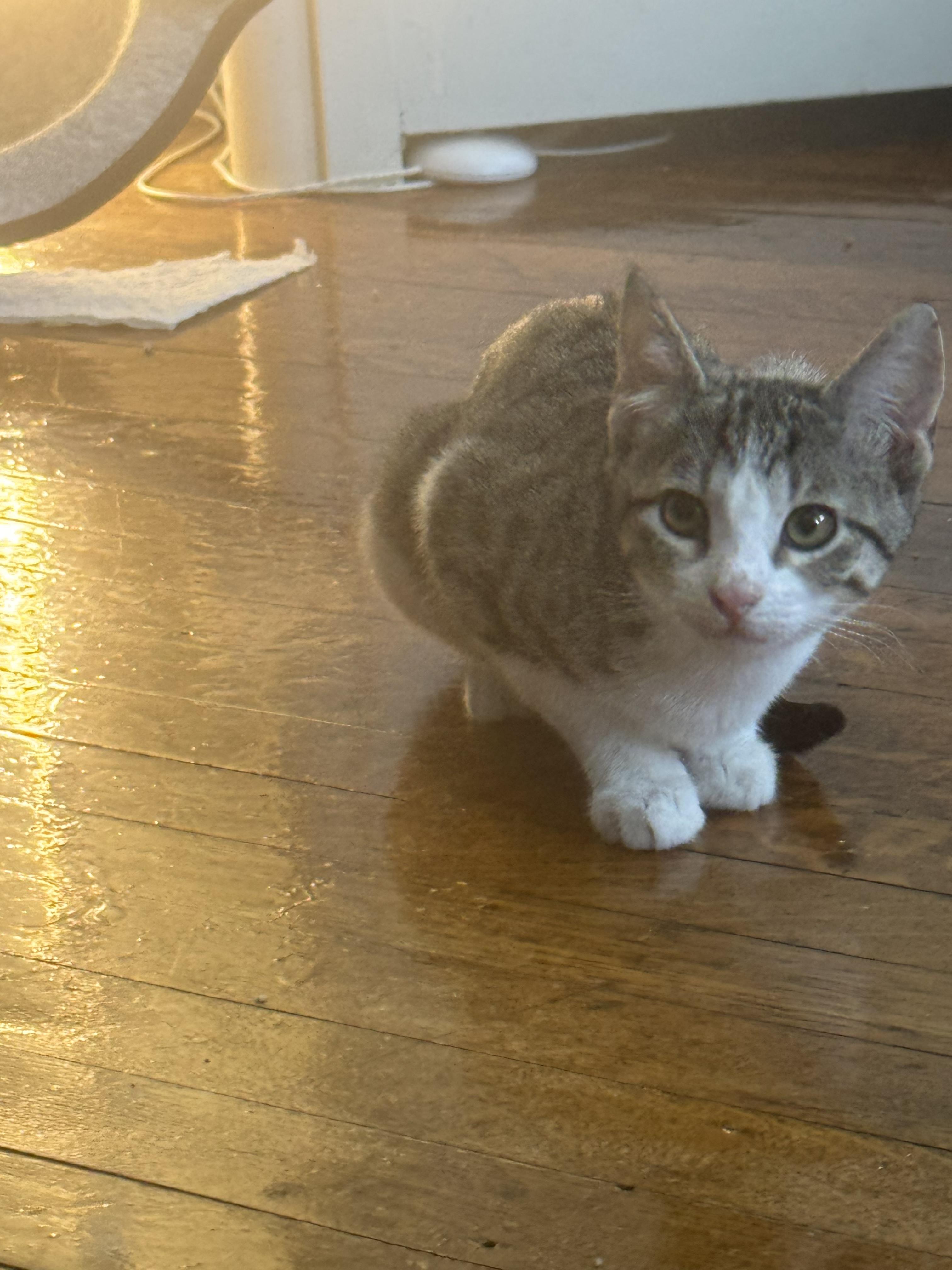 Enlarge Jewels, a Adoptable Domestic Short Hair in Jersey City, NJ image 5/6