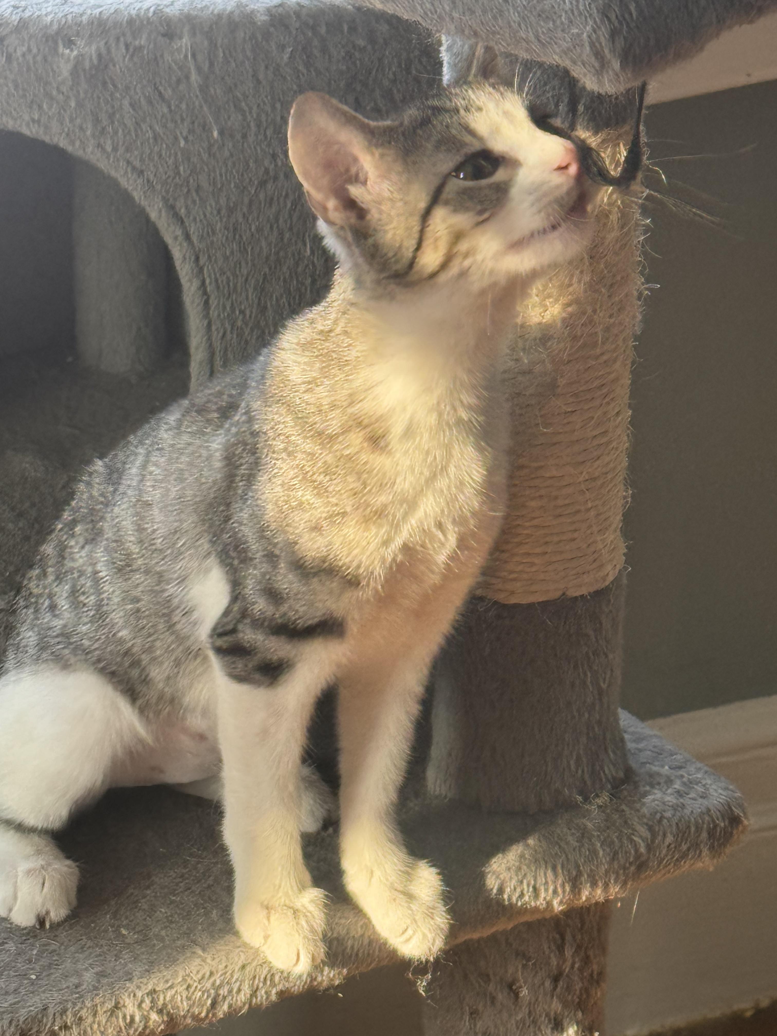 Enlarge Jewels, a Adoptable Domestic Short Hair in Jersey City, NJ image 6/6