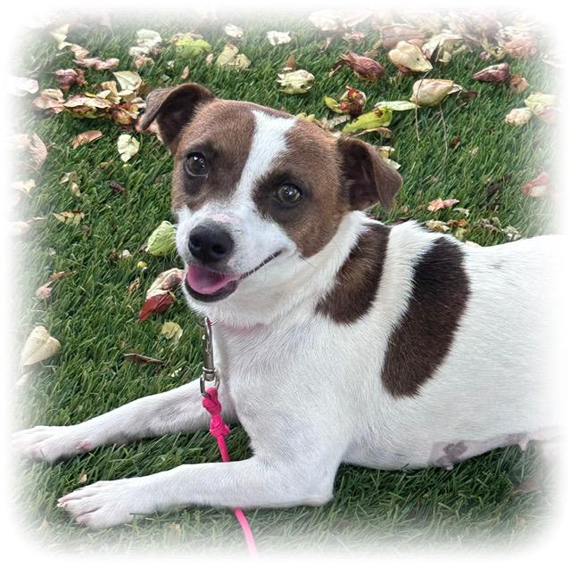 Stevie Nicks, adoptable, Young Female Chihuahua.