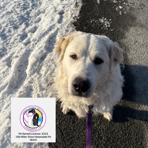 Enlarge Kelly, a ADOPTABLE Great Pyrenees in Honesdale, PA image 2/4