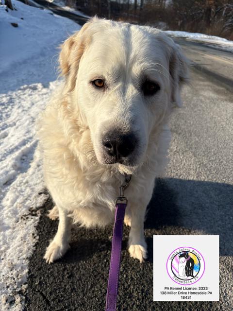 Enlarge Kelly, a ADOPTABLE Great Pyrenees in Honesdale, PA image 4/4