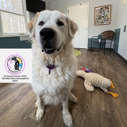 Enlarge Kelly, a ADOPTABLE Great Pyrenees in Honesdale, PA image 3/4