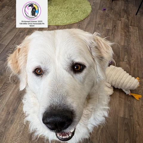 Enlarge Kelly, a ADOPTABLE Great Pyrenees in Honesdale, PA image 1/4