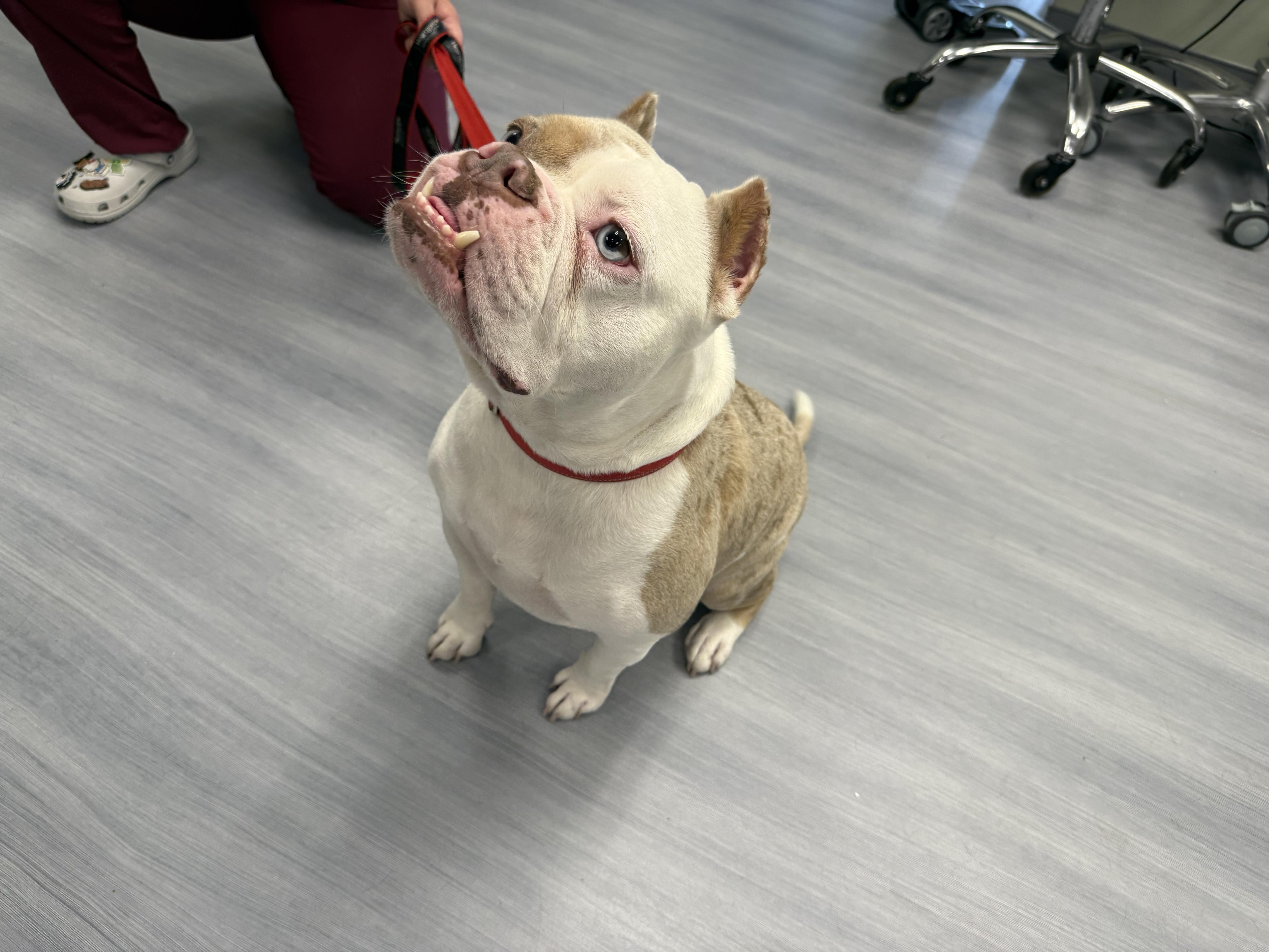 Presley, an adopted mixed breed in Milford, CT image 4/5