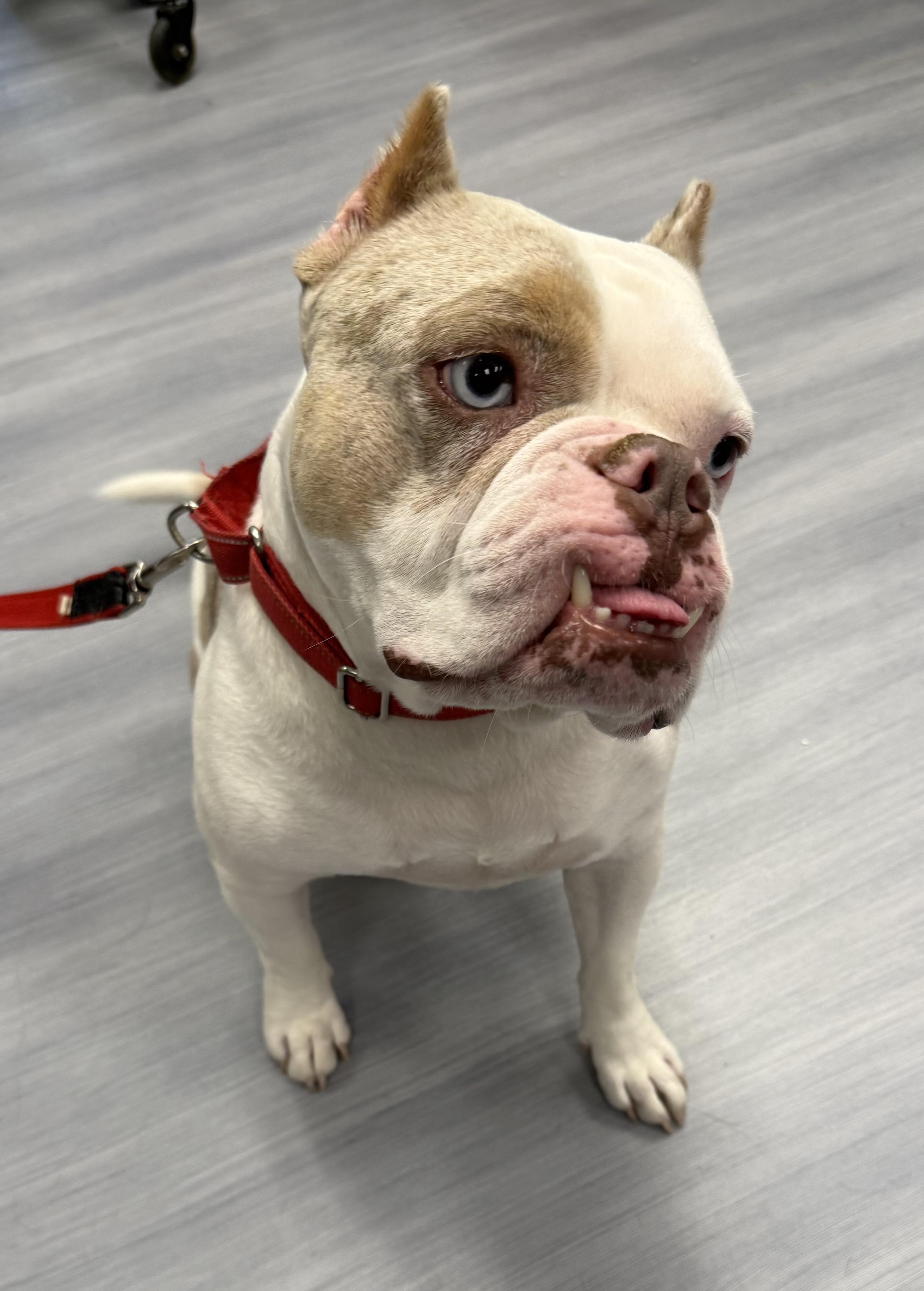 Presley, an adopted mixed breed in Milford, CT image 3/5