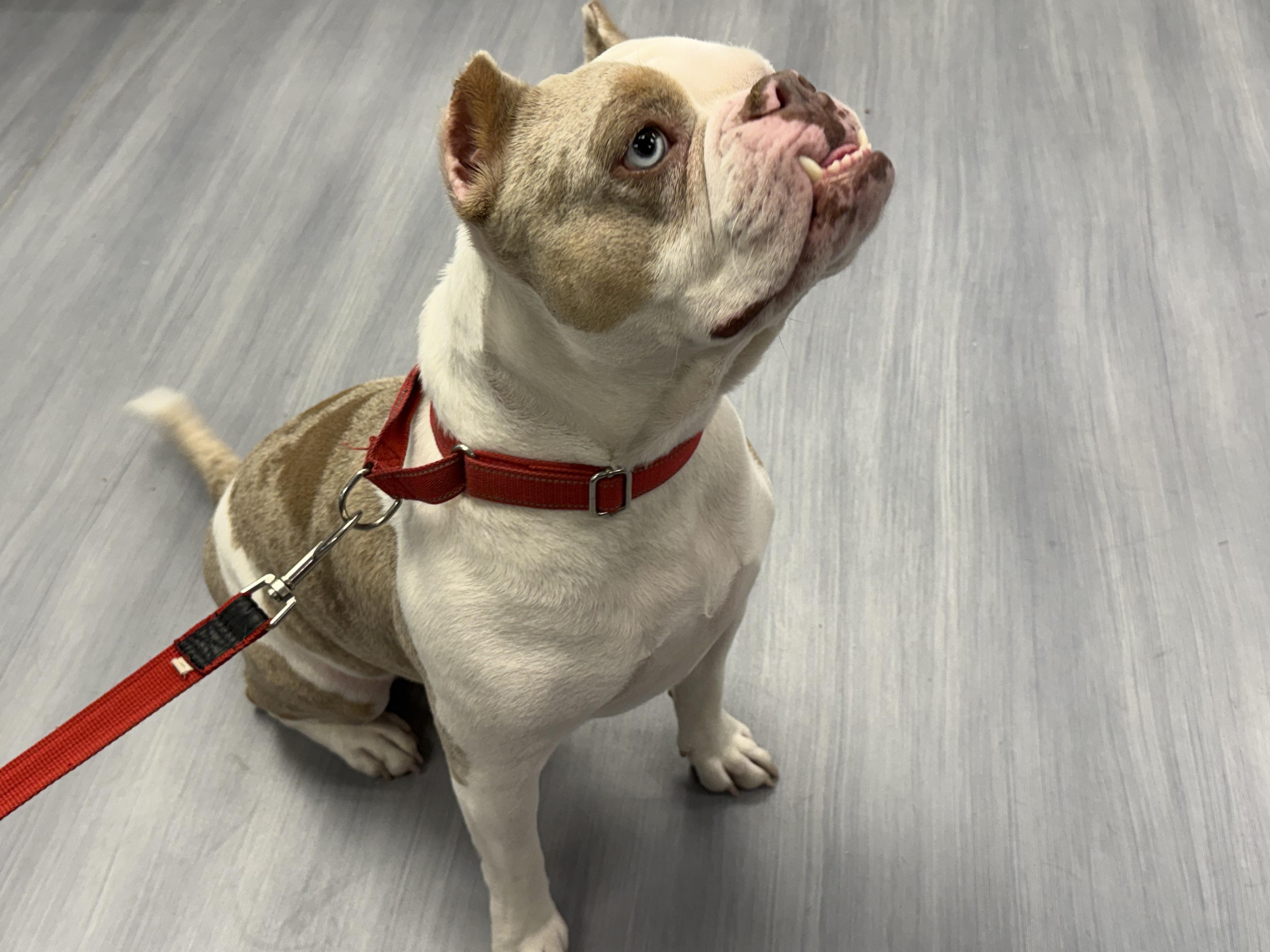 Presley, an adopted mixed breed in Milford, CT image 2/5