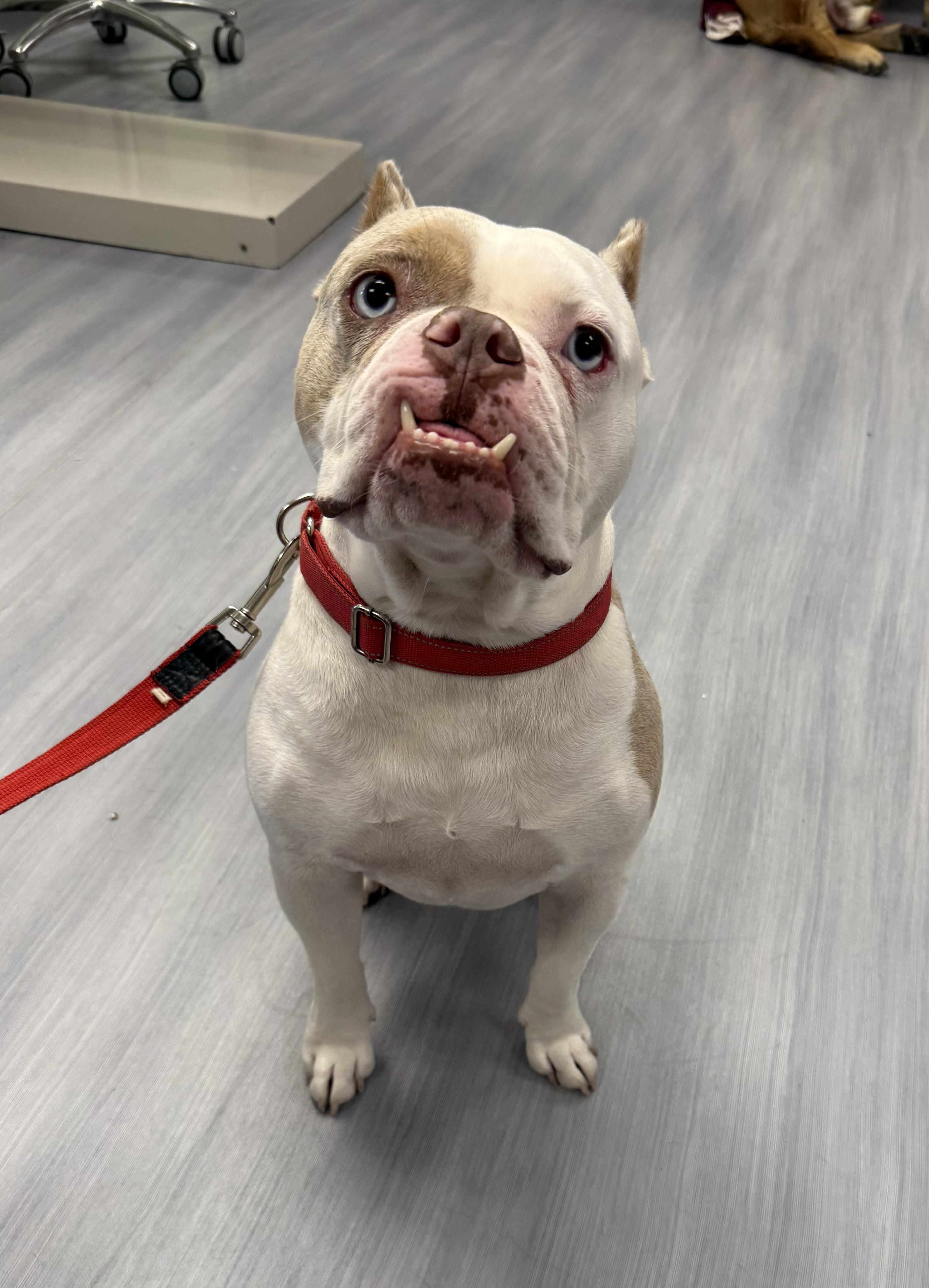 Presley, adopted, Young Male English Bulldog & American Bully.