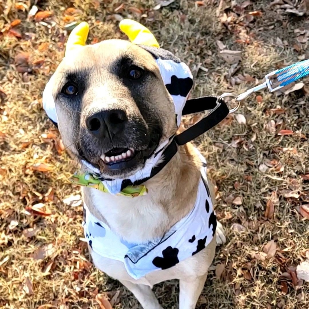 Grover, a Adoptable mixed breed in Springfield, MO image 5/6