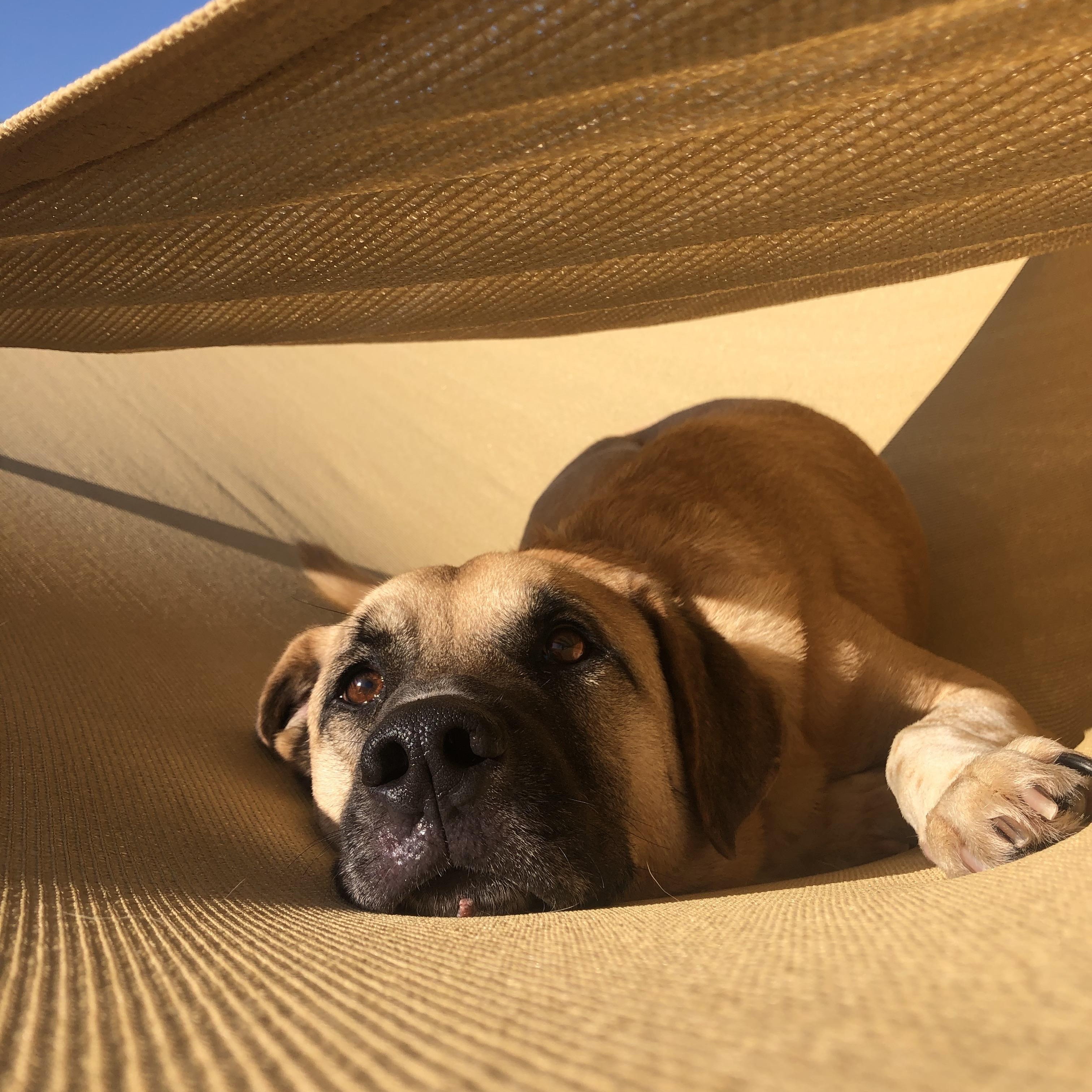 Grover, a Adoptable mixed breed in Springfield, MO image 3/6