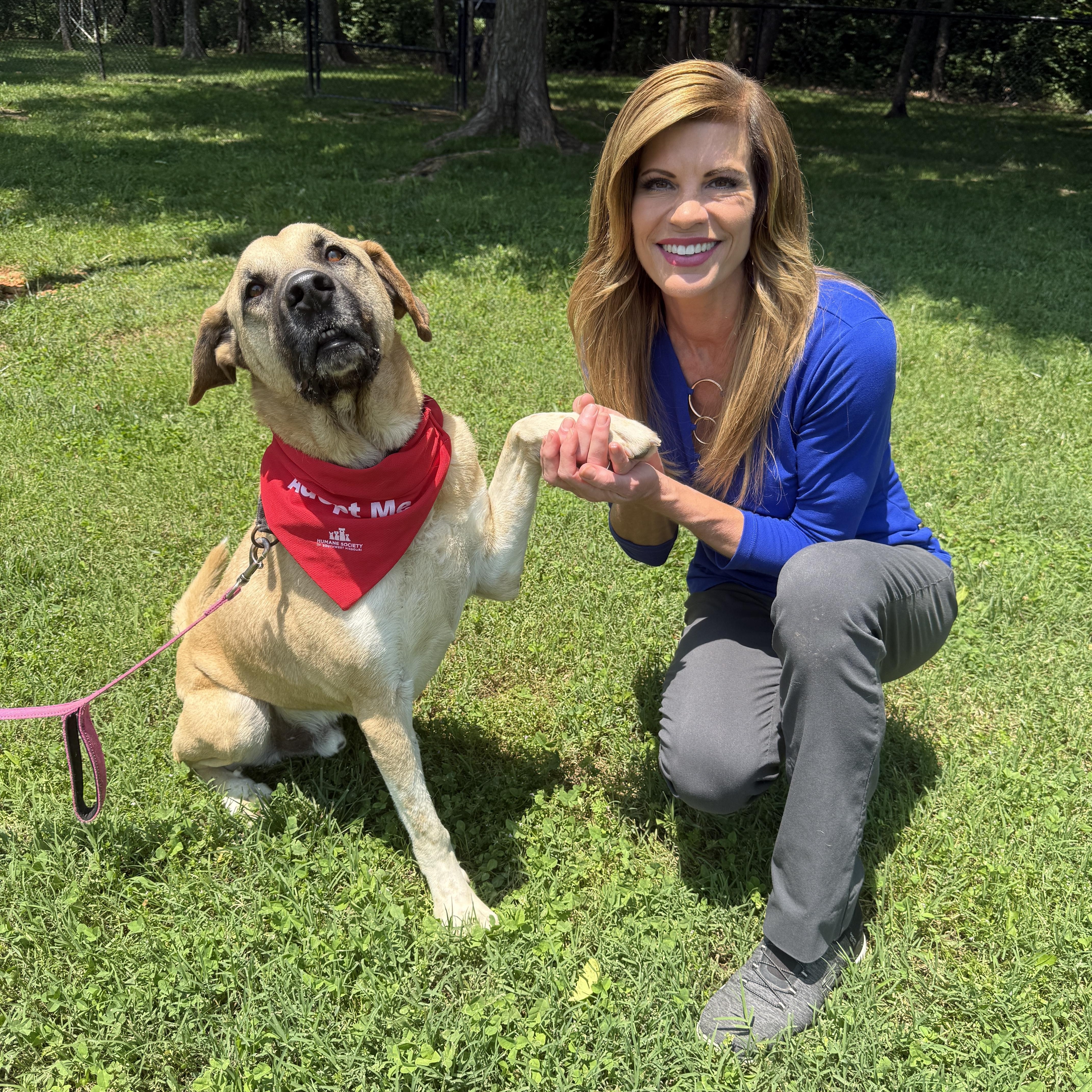 Grover, a Adoptable mixed breed in Springfield, MO image 2/6