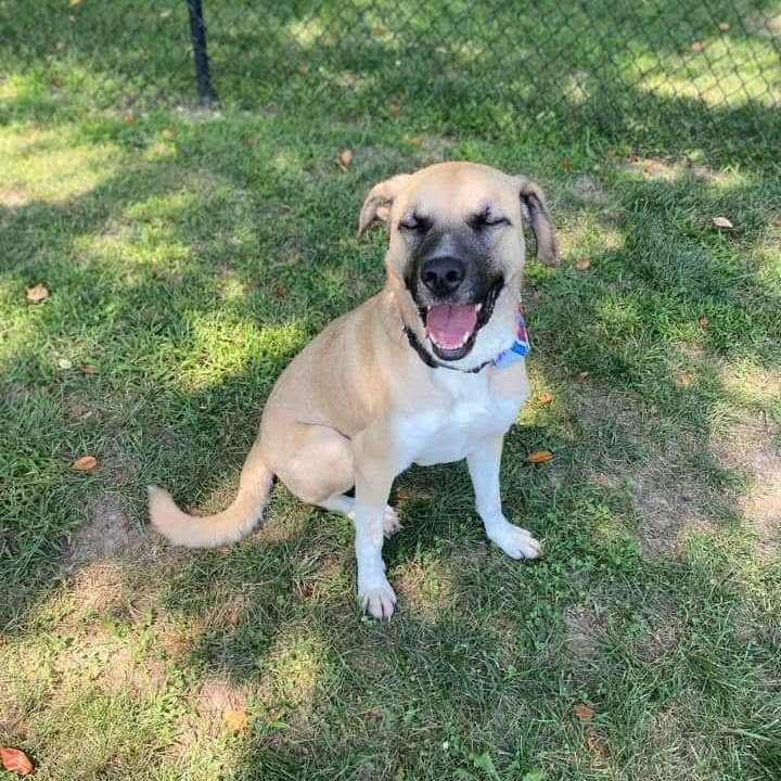 Grover, a Adoptable mixed breed in Springfield, MO image 6/6