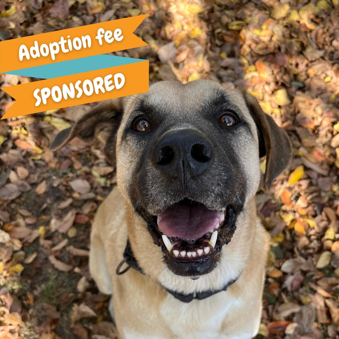 Grover, Adoptable, Adult Male Anatolian Shepherd & Shepherd.