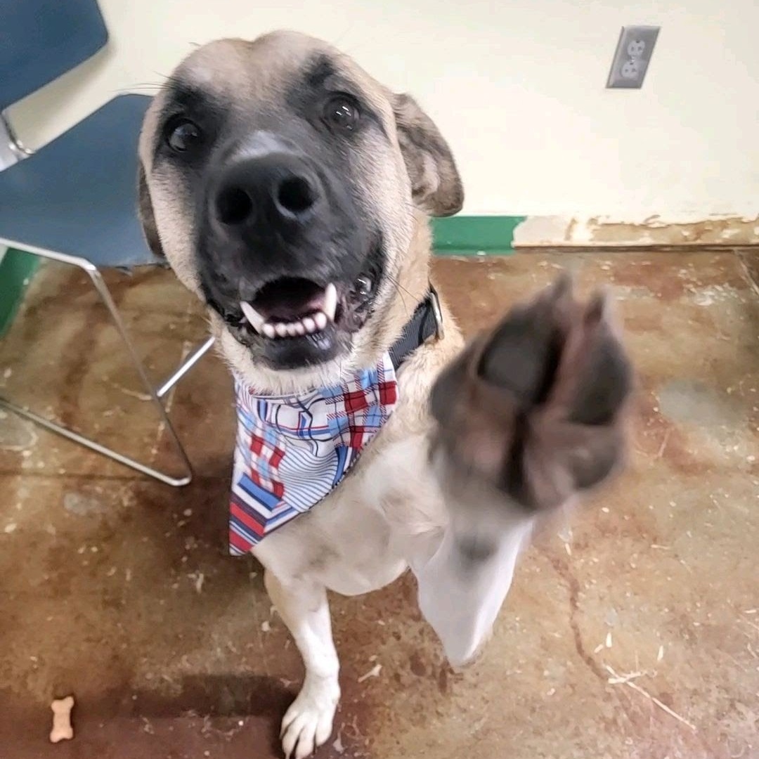 Grover, a Adoptable mixed breed in Springfield, MO image 4/6