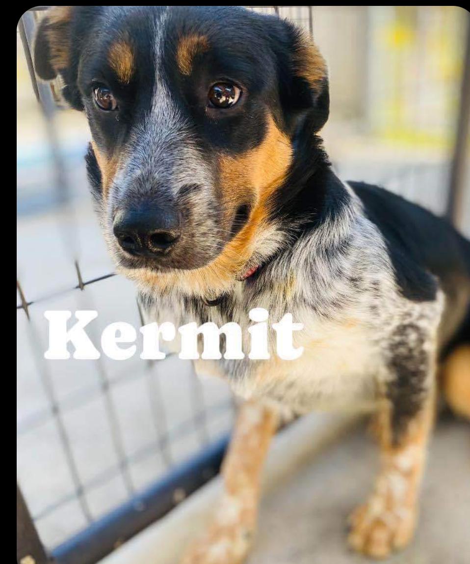 Enlarge KERMIT, a Adoptable mixed breed in Coudersport, PA image 1/1