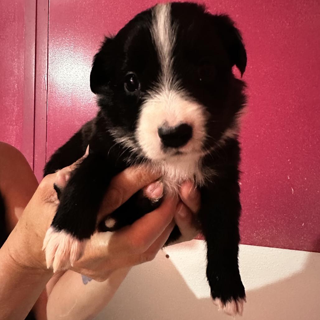 LAYLA (8)*, a Adoptable Border Collie in Point Richmond, CA image 1/6