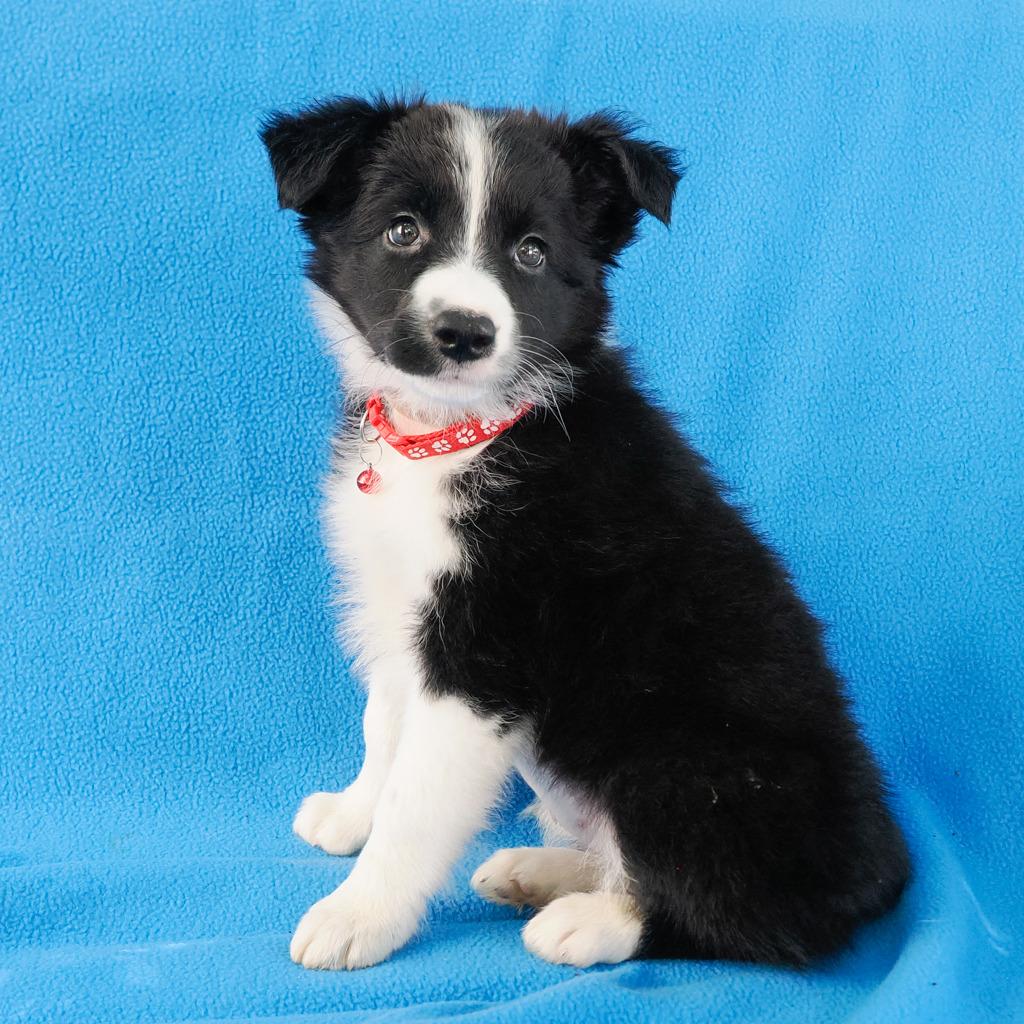 LAYLA (8)*, a Adoptable Border Collie in Point Richmond, CA image 2/6