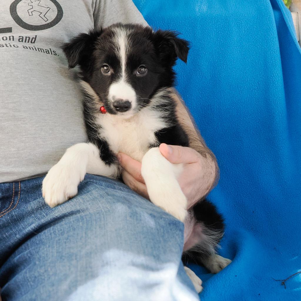 LAYLA (8)*, a Adoptable Border Collie in Point Richmond, CA image 4/6