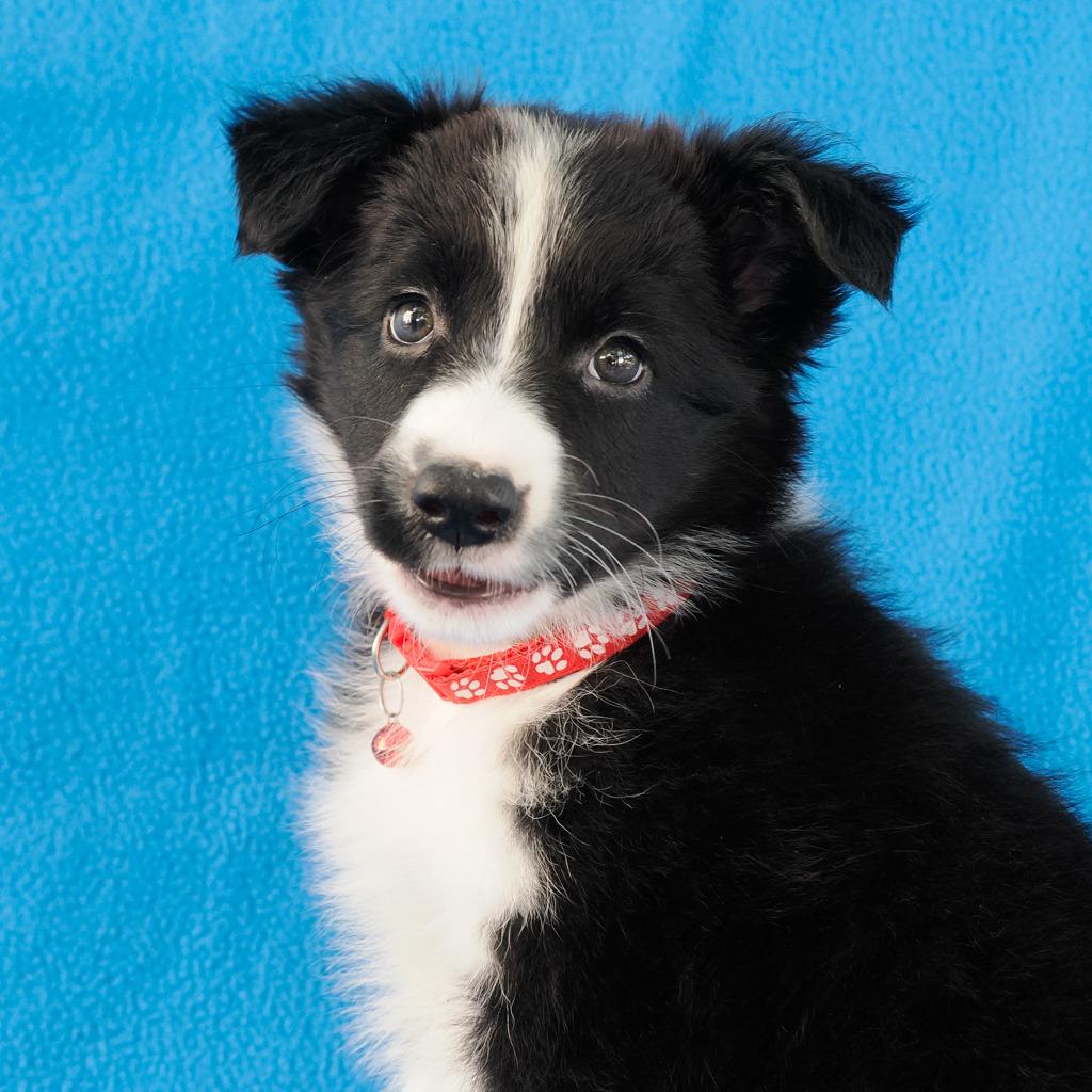 LAYLA (8)*, a Adoptable Border Collie in Point Richmond, CA image 5/6