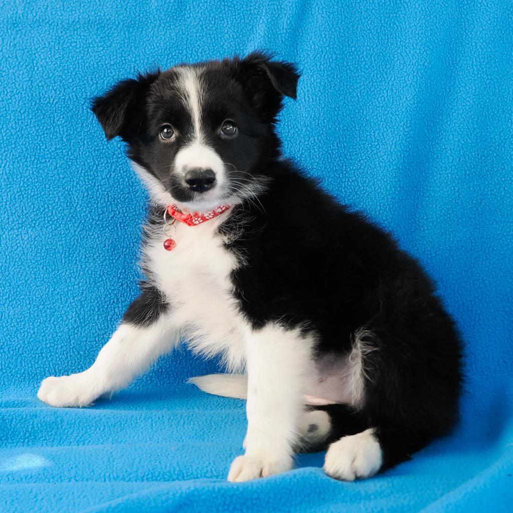 LAYLA (8)*, a Adoptable Border Collie in Point Richmond, CA image 6/6
