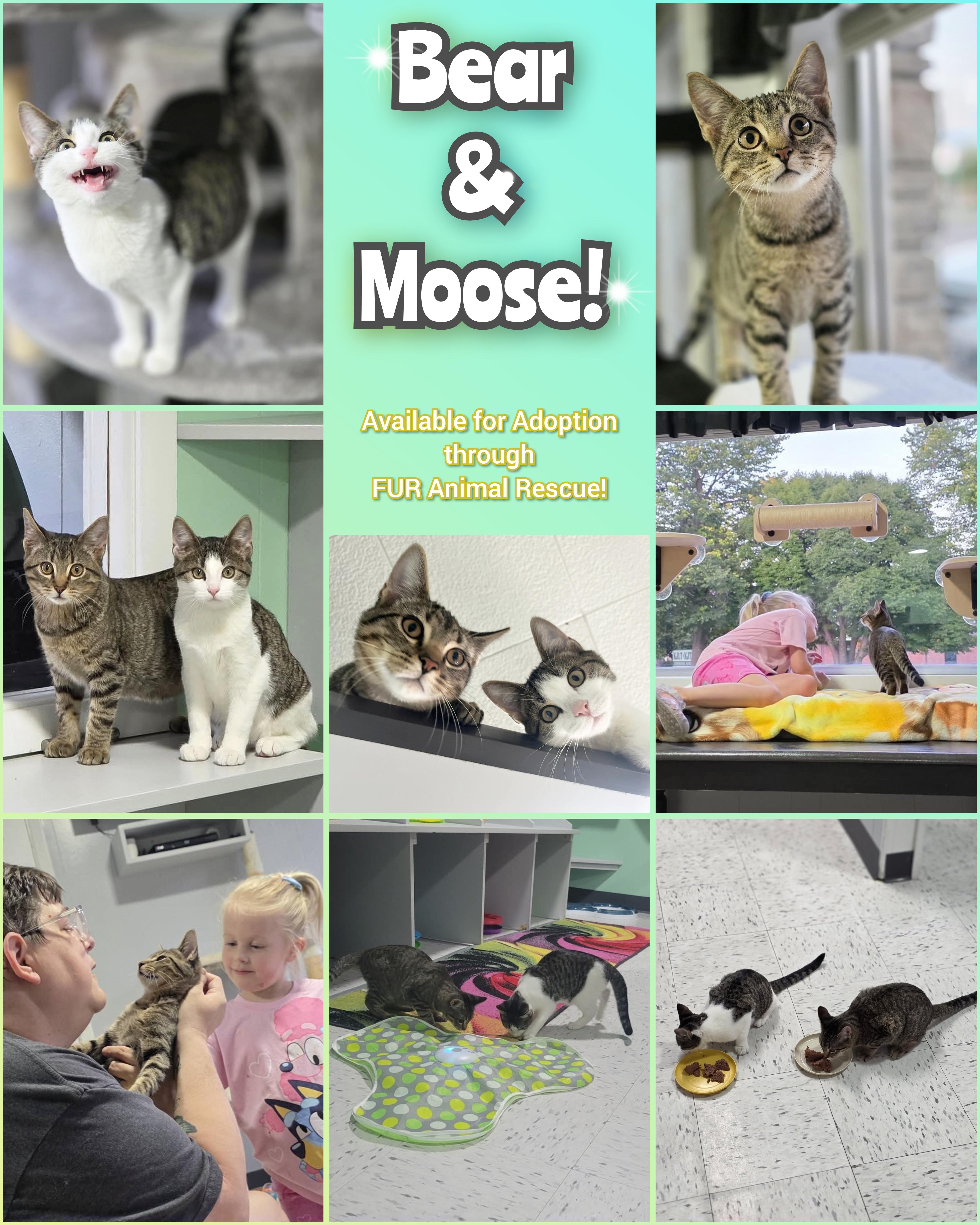 Bear & Moose, Adoptable, Young Male Domestic Short Hair.