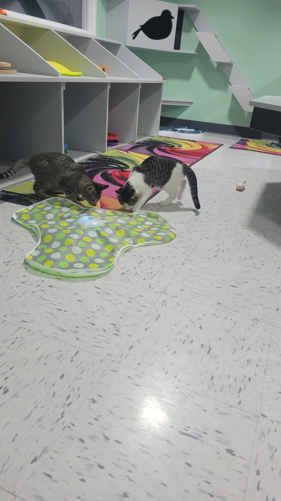 Bear & Moose, an adoptable Domestic Short Hair in North Platte, NE, 69101 | Photo Image 3