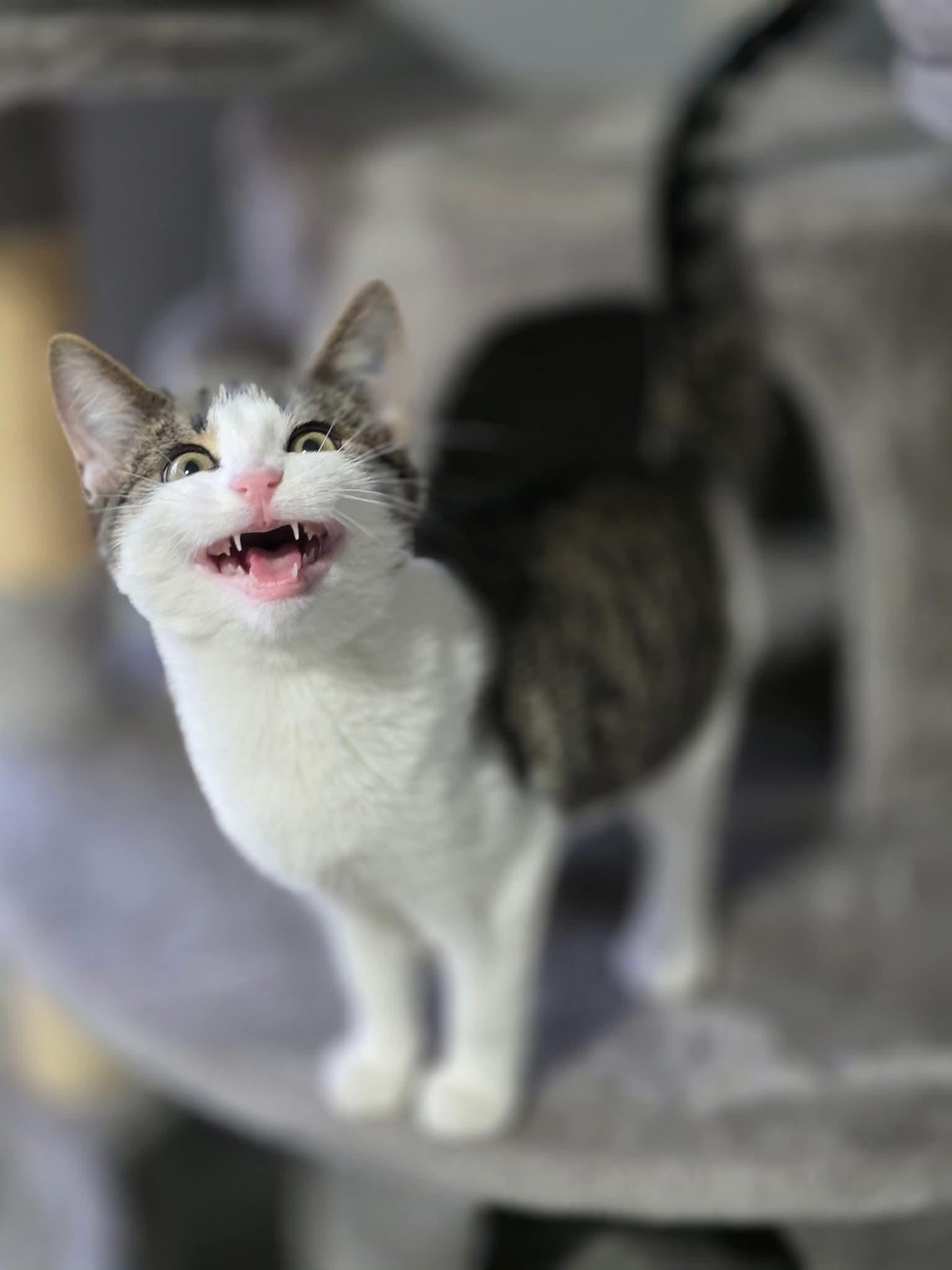 Bear & Moose, a Adoptable Domestic Short Hair in North Platte, NE image 3/6