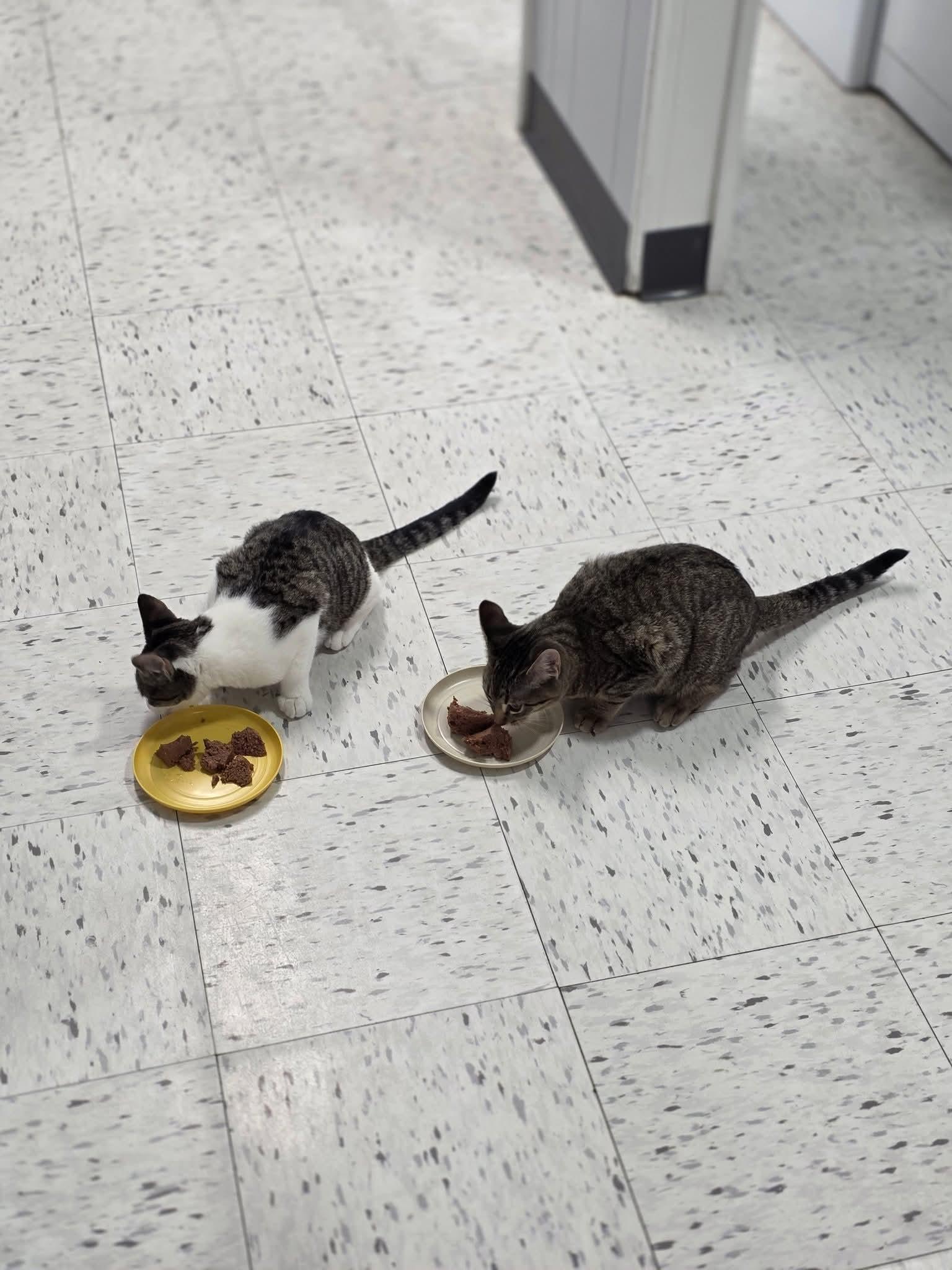 Bear & Moose, a Adoptable Domestic Short Hair in North Platte, NE image 4/6