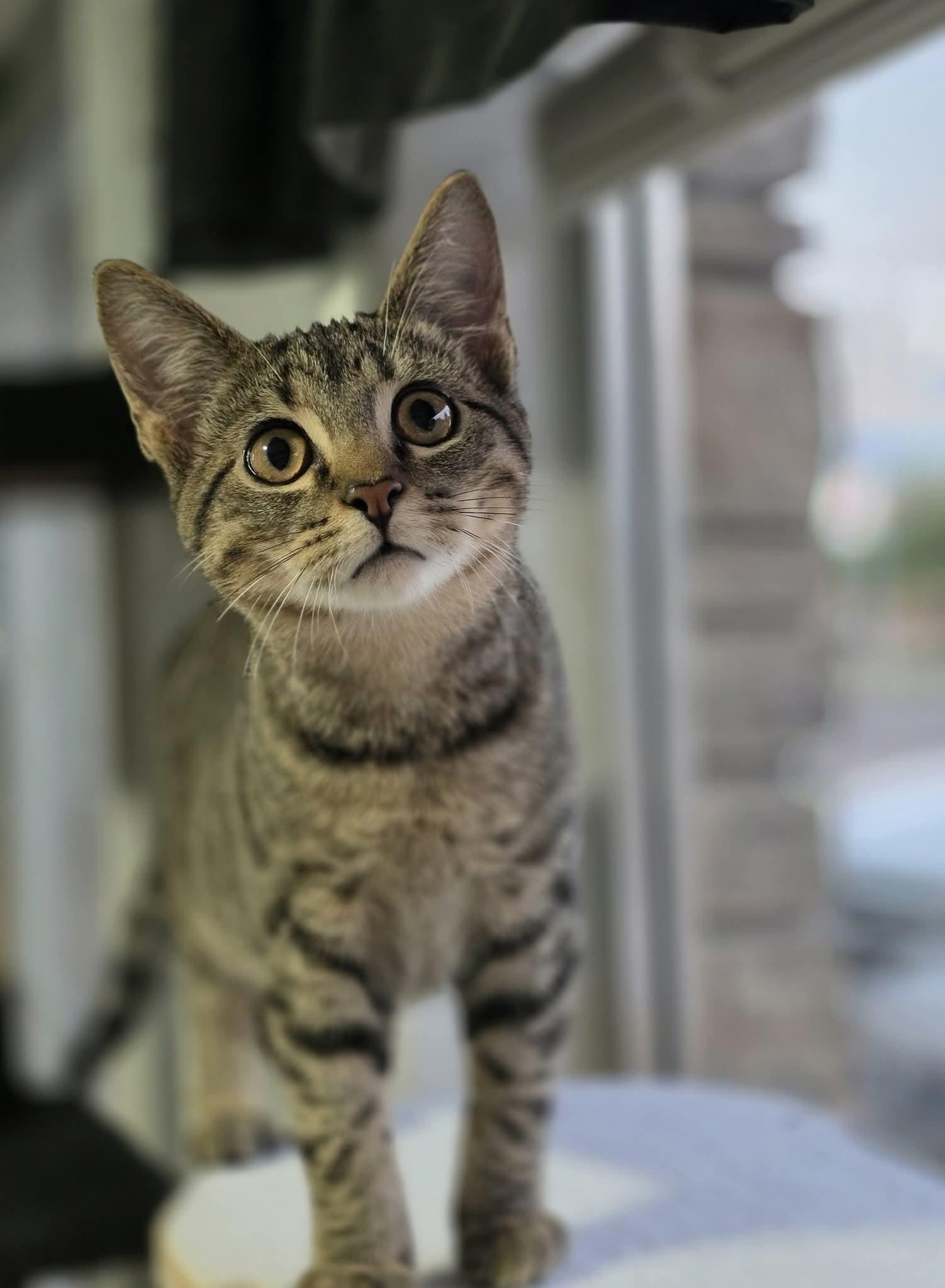 Bear & Moose, an adoptable Domestic Short Hair in North Platte, NE, 69101 | Photo Image 1
