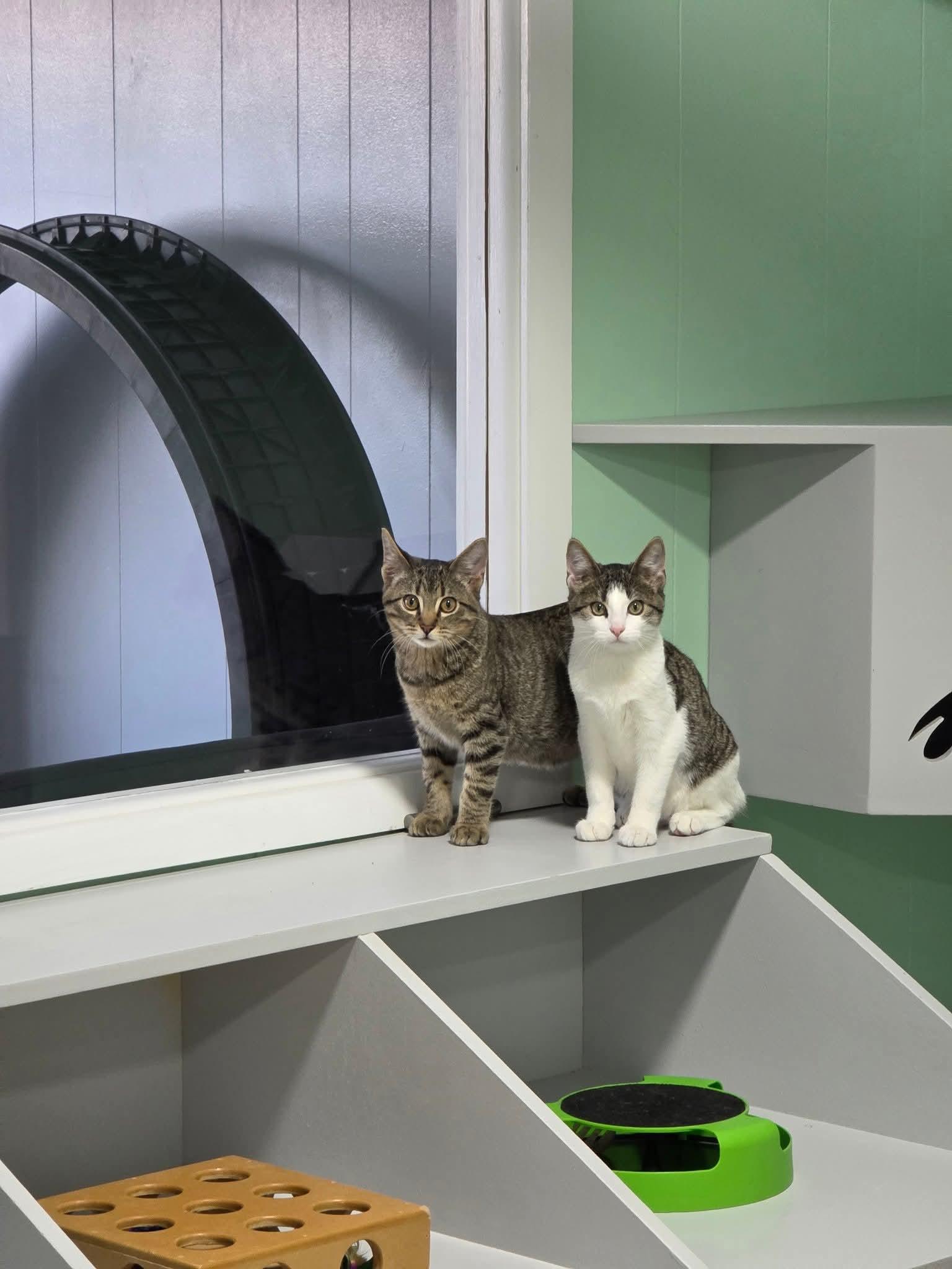 Bear & Moose, a Adoptable Domestic Short Hair in North Platte, NE image 6/6