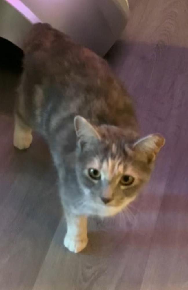 Enlarge Chloe, a Adoptable mixed breed in Lake Wylie, SC image 1/2