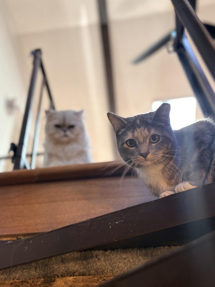 Enlarge Chloe, a Adoptable mixed breed in Lake Wylie, SC image 2/2