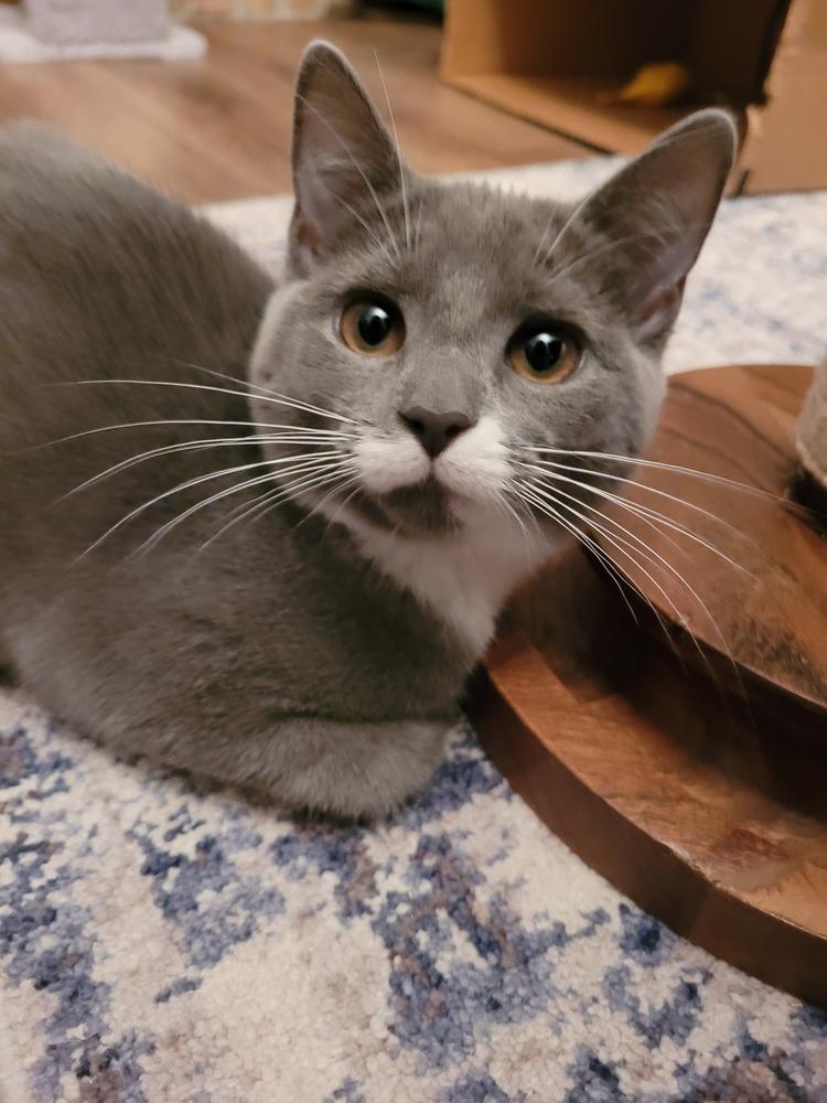 Pipsqueak thumbnail 2