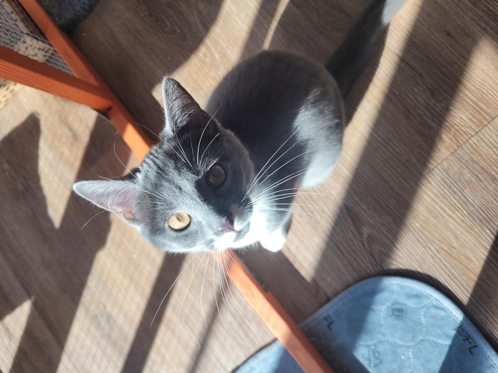 Pipsqueak thumbnail 5