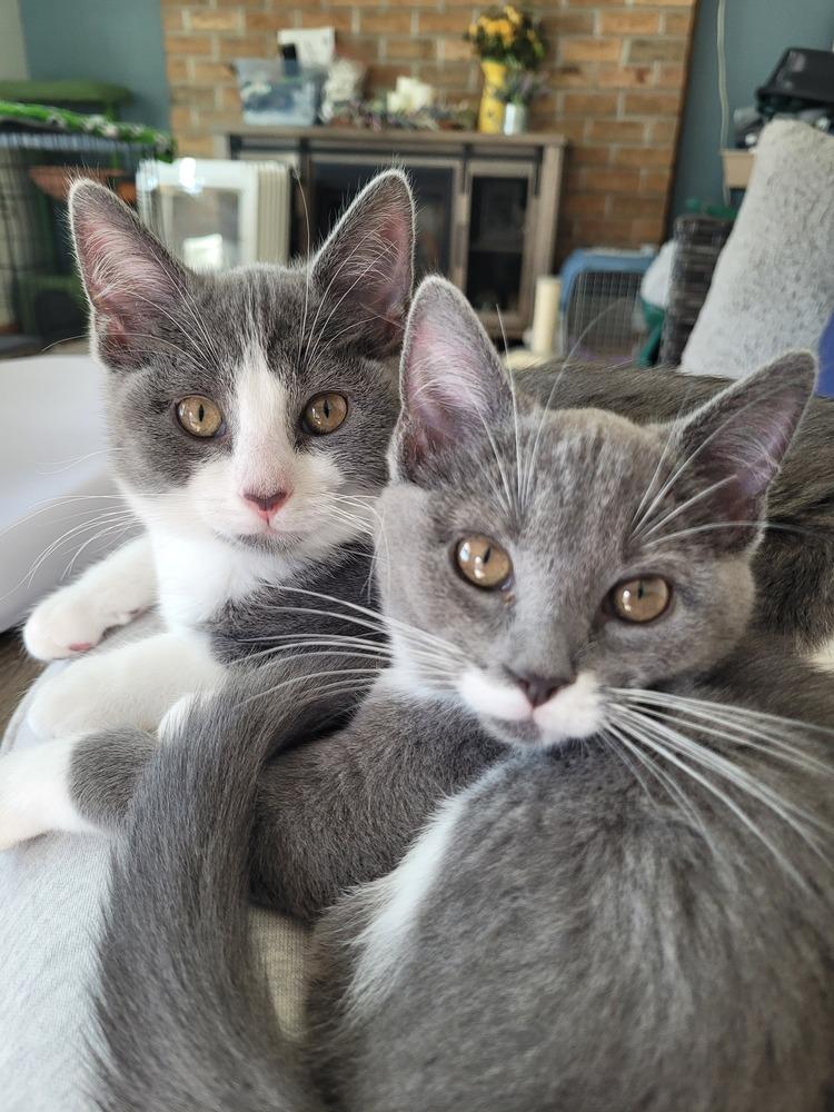 Pipsqueak thumbnail 6