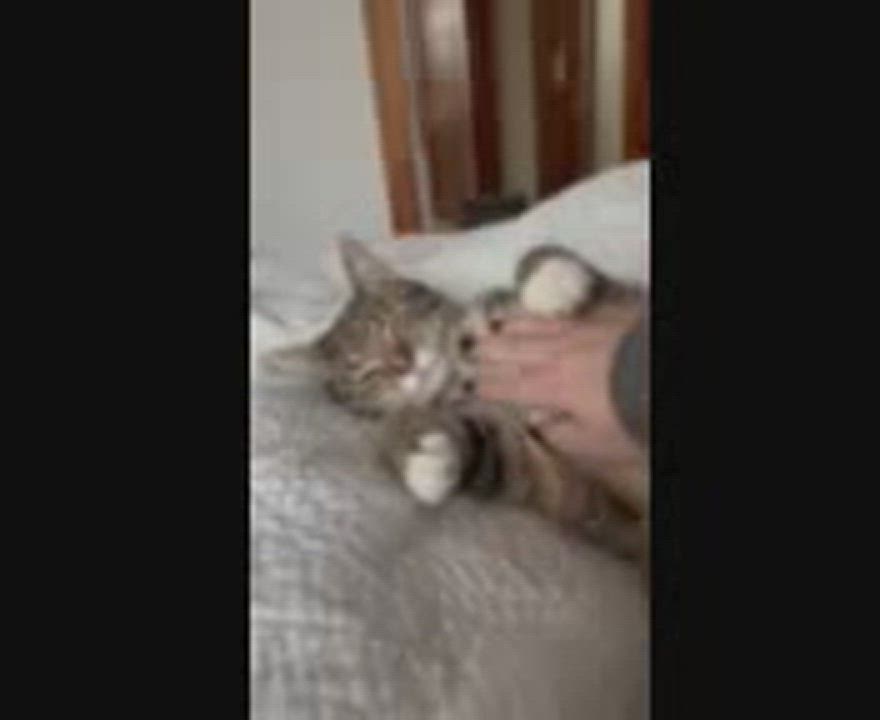 Enlarge Quill, a Adopted Domestic Short Hair in Pickerington, OH video 6/11