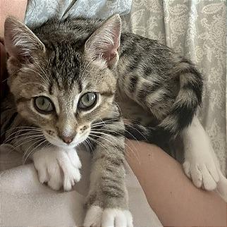 Enlarge Basil, a Adoptable Domestic Short Hair in Pleasant Hill, CA image 1/6