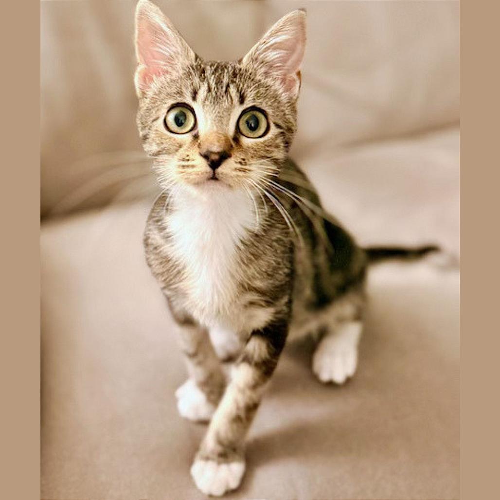 Enlarge Basil, a Adoptable Domestic Short Hair in Pleasant Hill, CA image 2/6