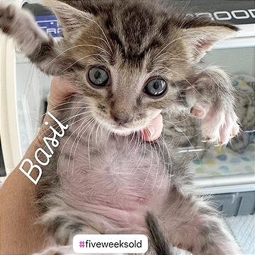 Enlarge Basil, a Adoptable Domestic Short Hair in Pleasant Hill, CA image 4/6