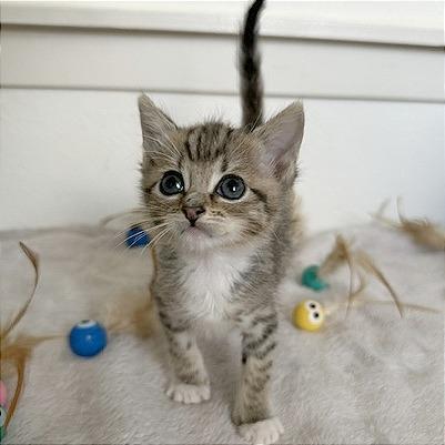 Enlarge Basil, a Adoptable Domestic Short Hair in Pleasant Hill, CA image 5/6