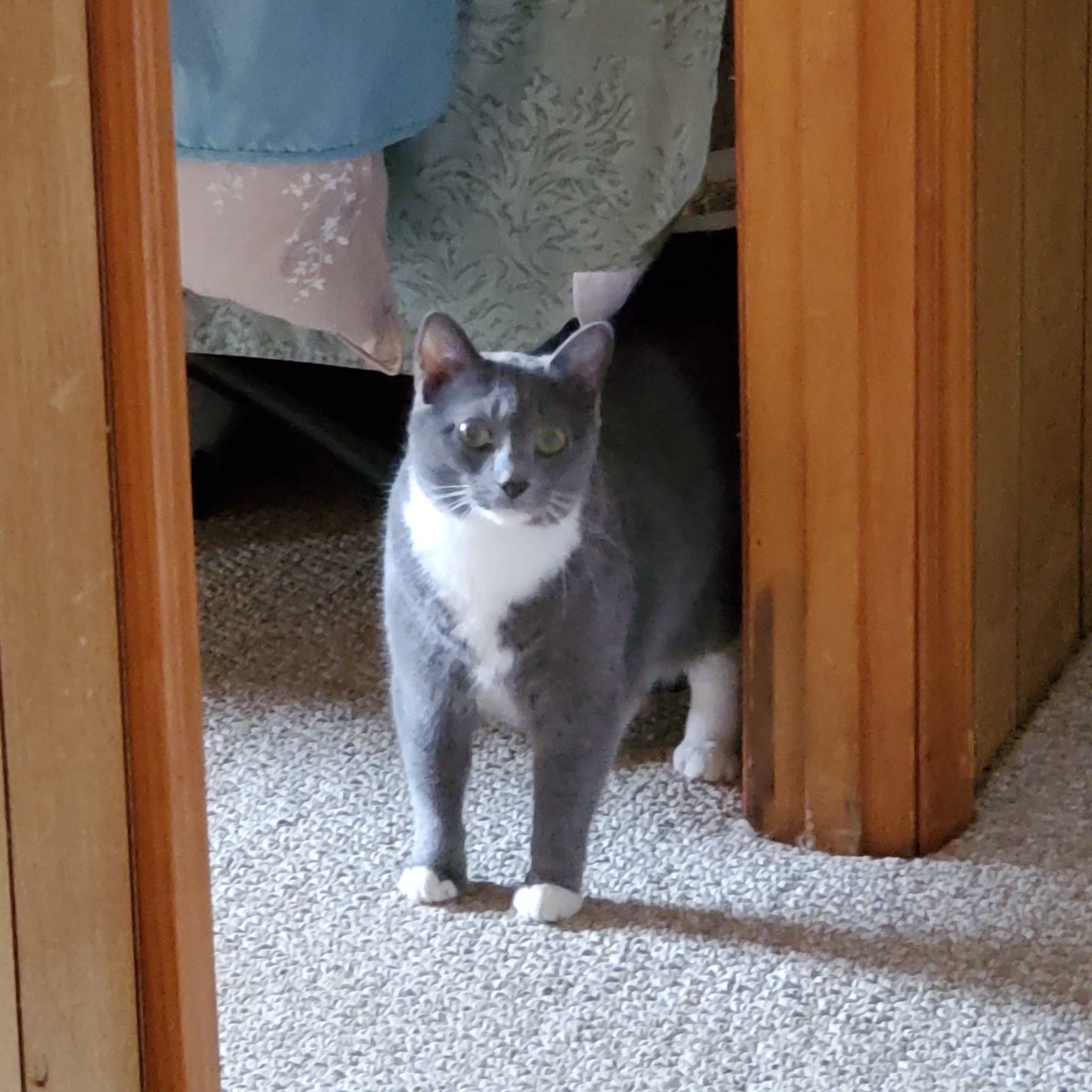 Enlarge Cami, a Adoptable Domestic Short Hair in Floyd, VA image 4/6