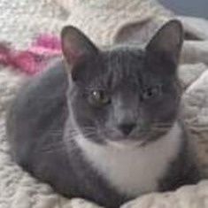 Enlarge Cami, a Adoptable Domestic Short Hair in Floyd, VA image 5/6