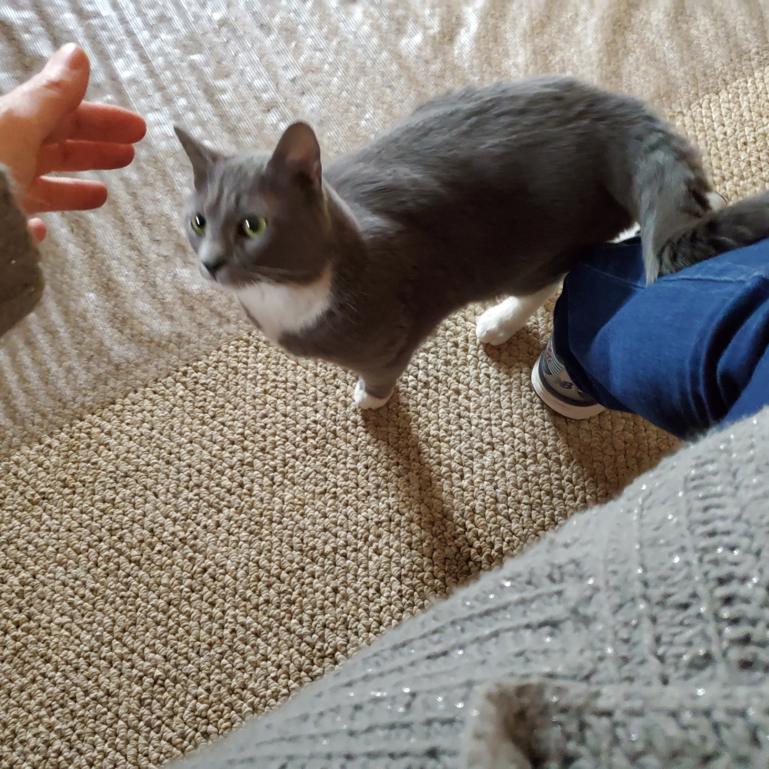 Enlarge Cami, a Adoptable Domestic Short Hair in Floyd, VA image 6/6