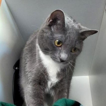 Enlarge Cami, a Adoptable Domestic Short Hair in Floyd, VA image 3/6