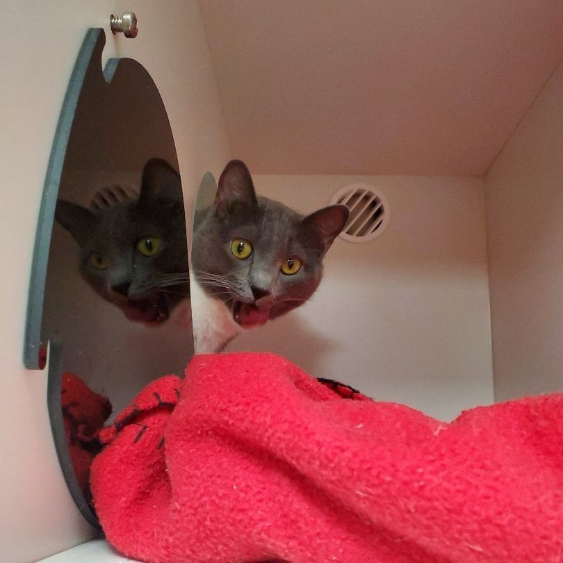 Enlarge Cami, a Adoptable Domestic Short Hair in Floyd, VA image 2/6